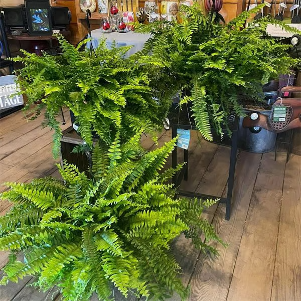 Last Day 75% OFF--🌿UV Resistant Lifelike Artificial Boston Fern