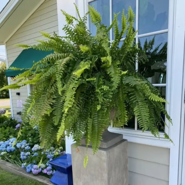 Last Day 75% OFF--🌿UV Resistant Lifelike Artificial Boston Fern